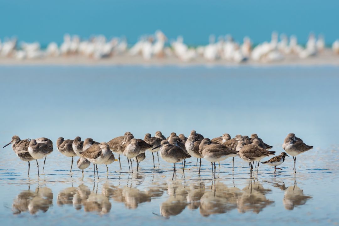 Birds in Mikumi
