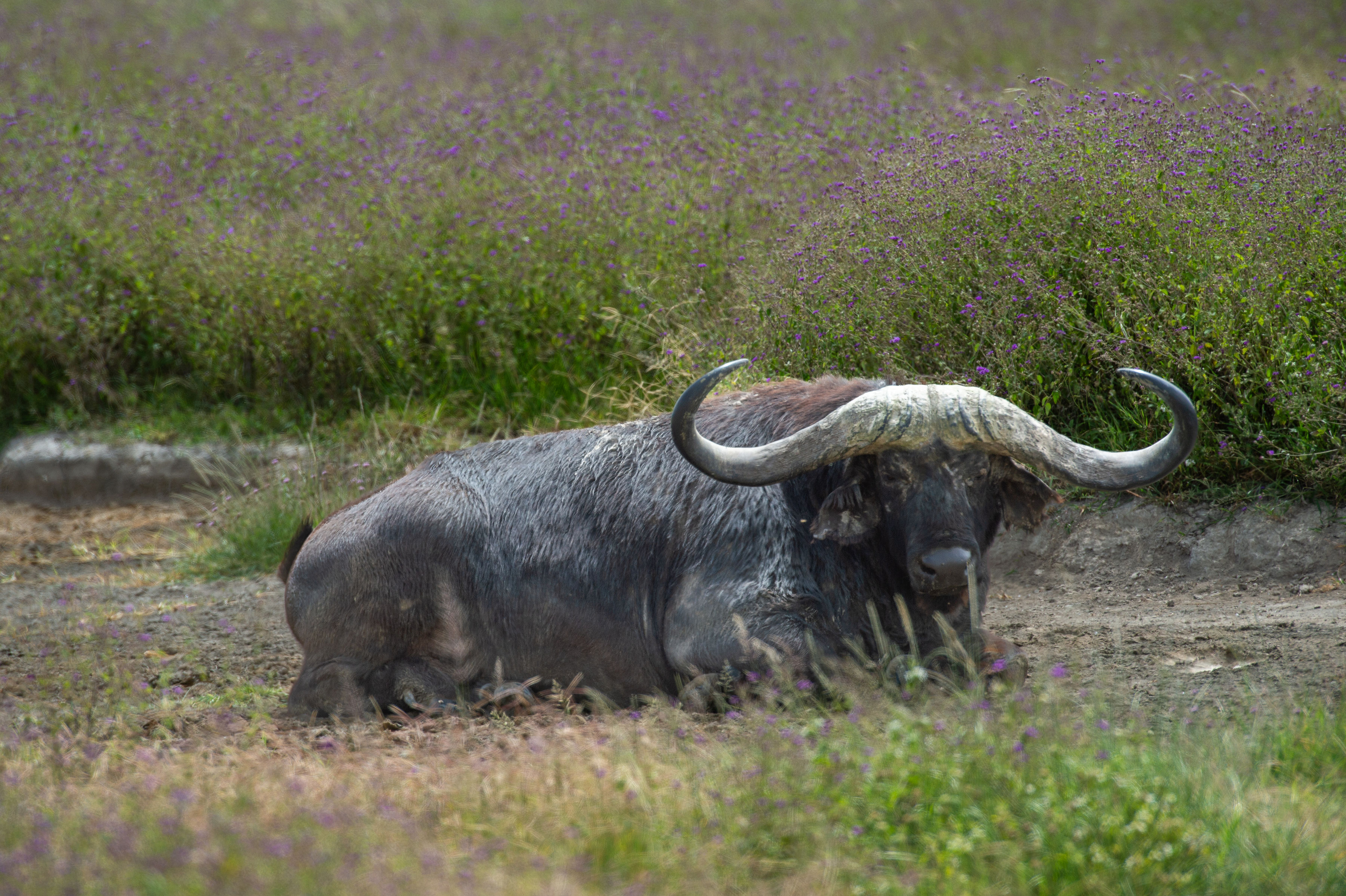 Buffalo at Mikumi
