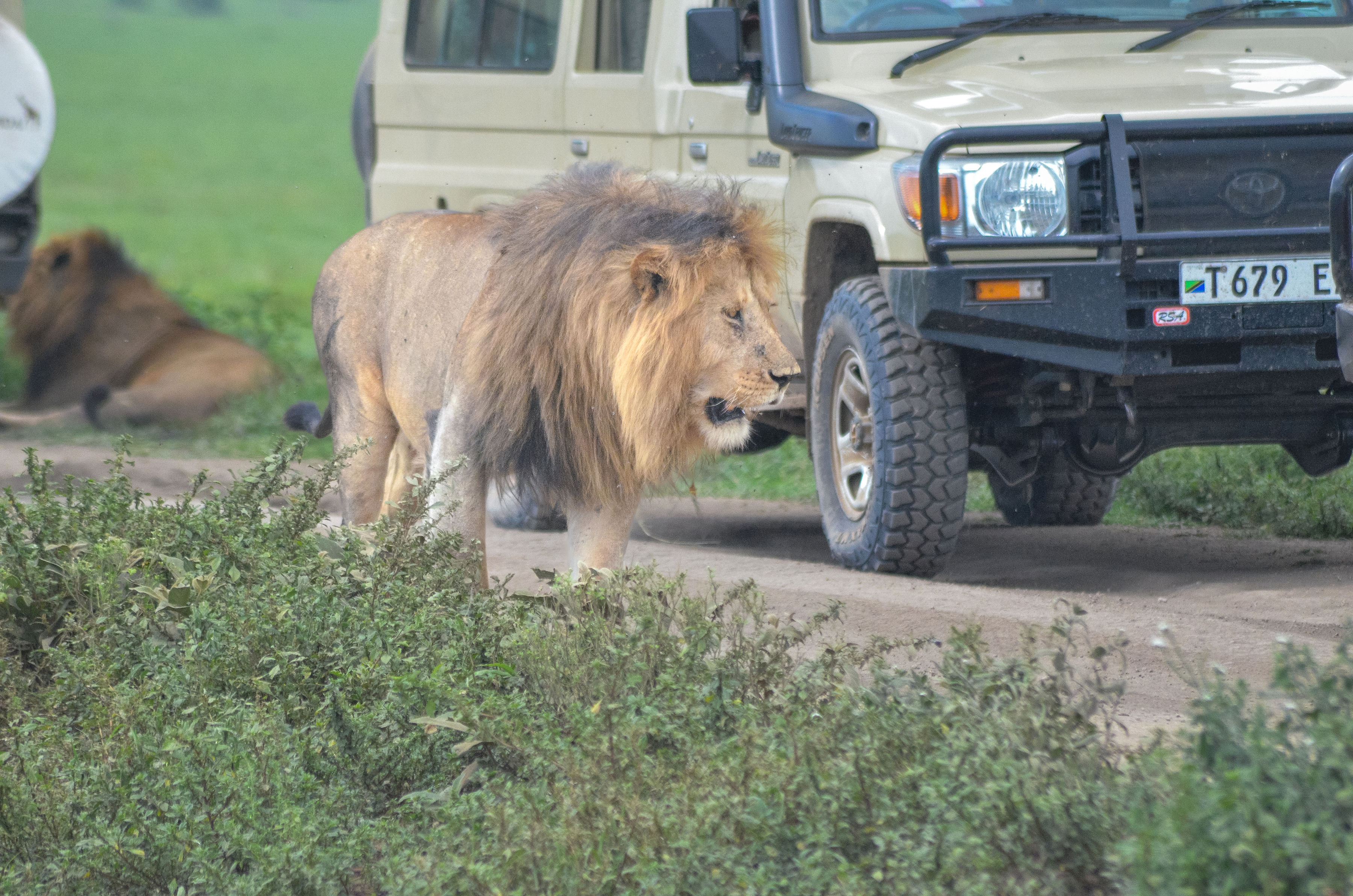 Mikumi National Park Wildlife