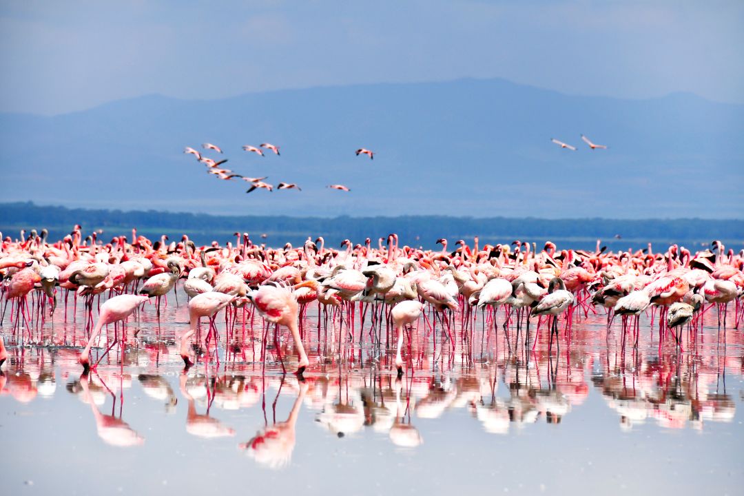Flamingos at Mikumi waterhole