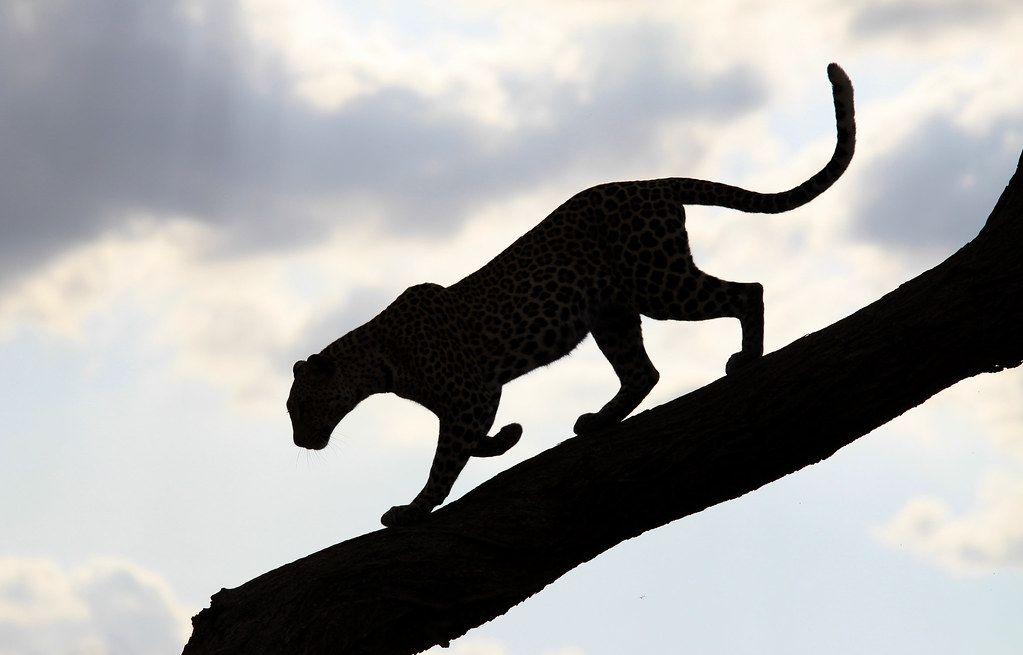 Leopard