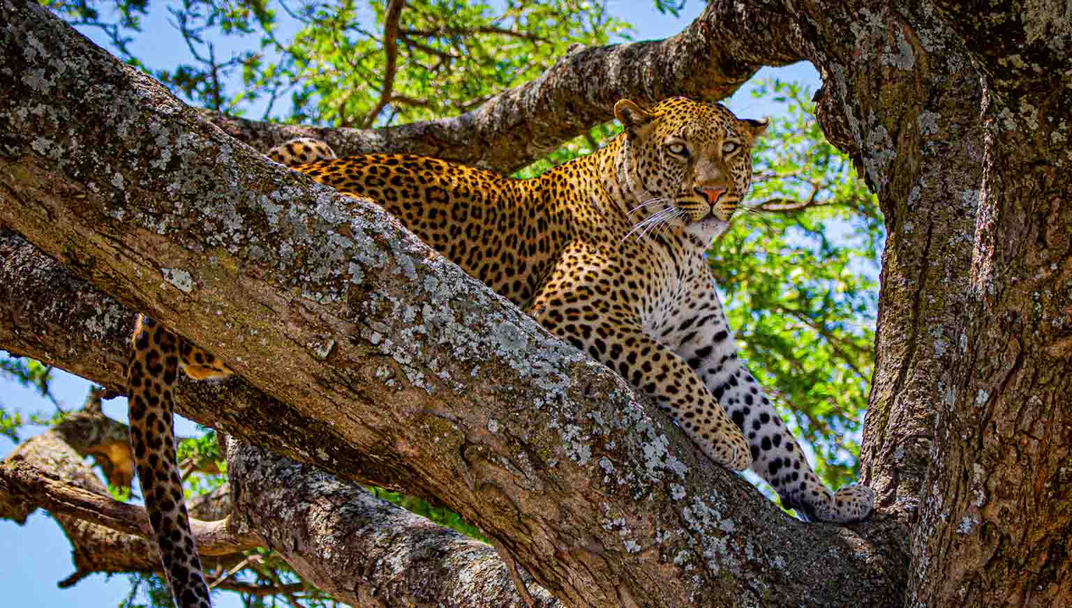 1 Day Private Mikumi Safari