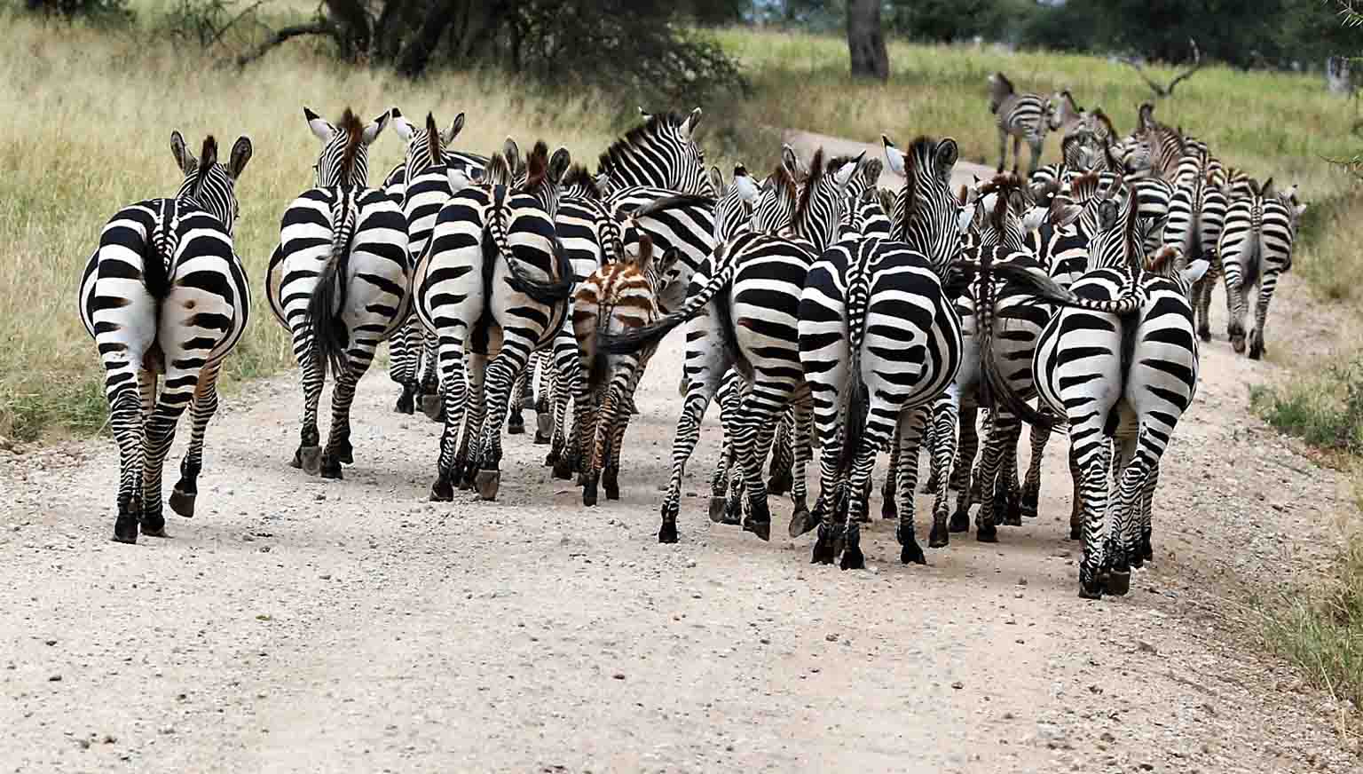 Wildlife in Mikumi