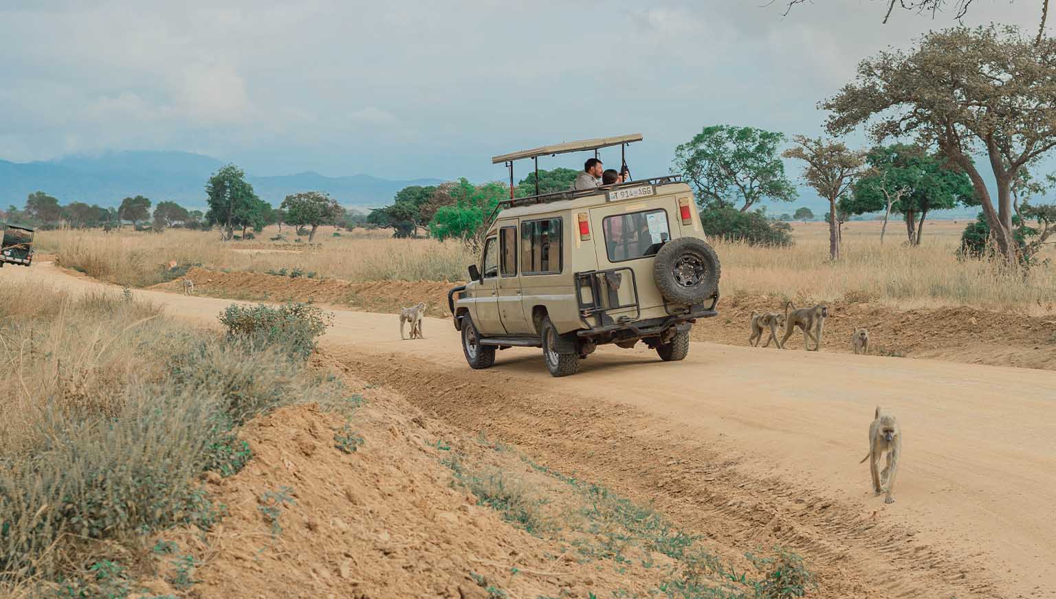1 Day Mikumi Safari