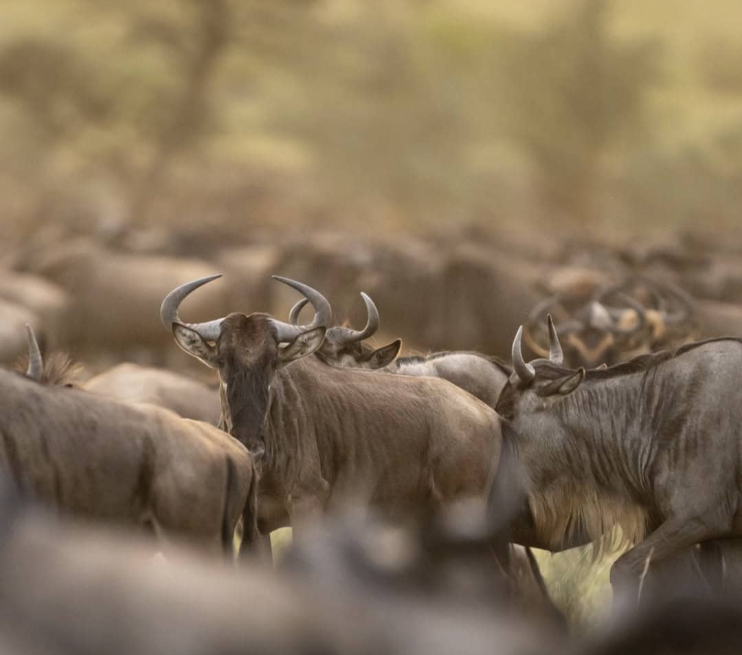 Real Safari Moment — Mikumi Game Drive