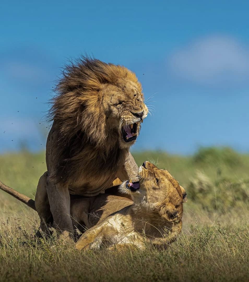 Safari Adventure Zanzibar