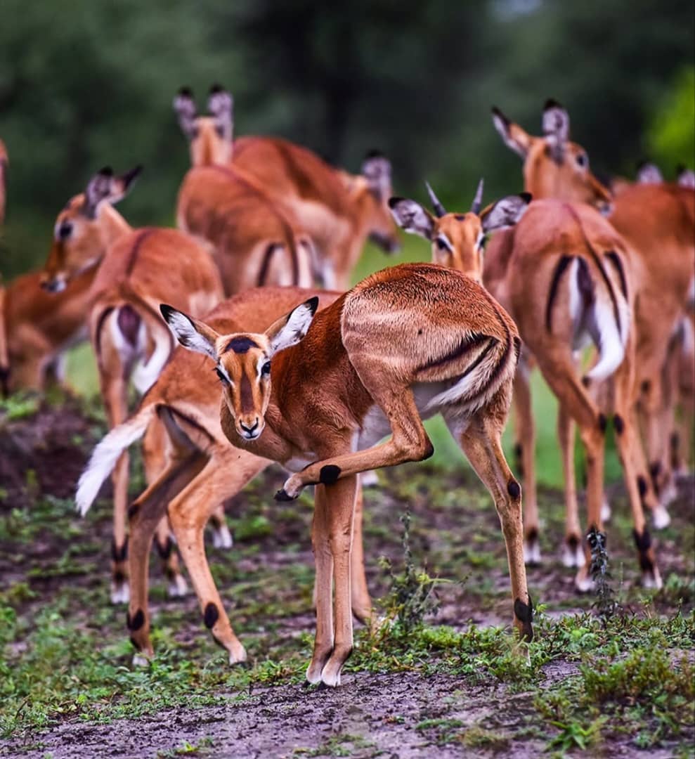 Clients on Mikumi Safari