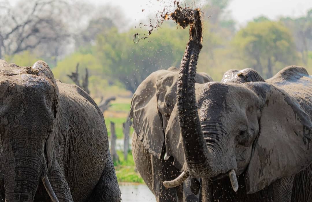 Wildlife Encounter on Safari