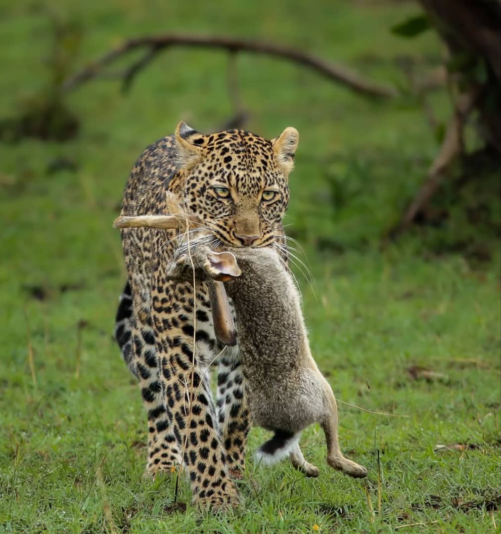 Tanzania Wildlife Photography