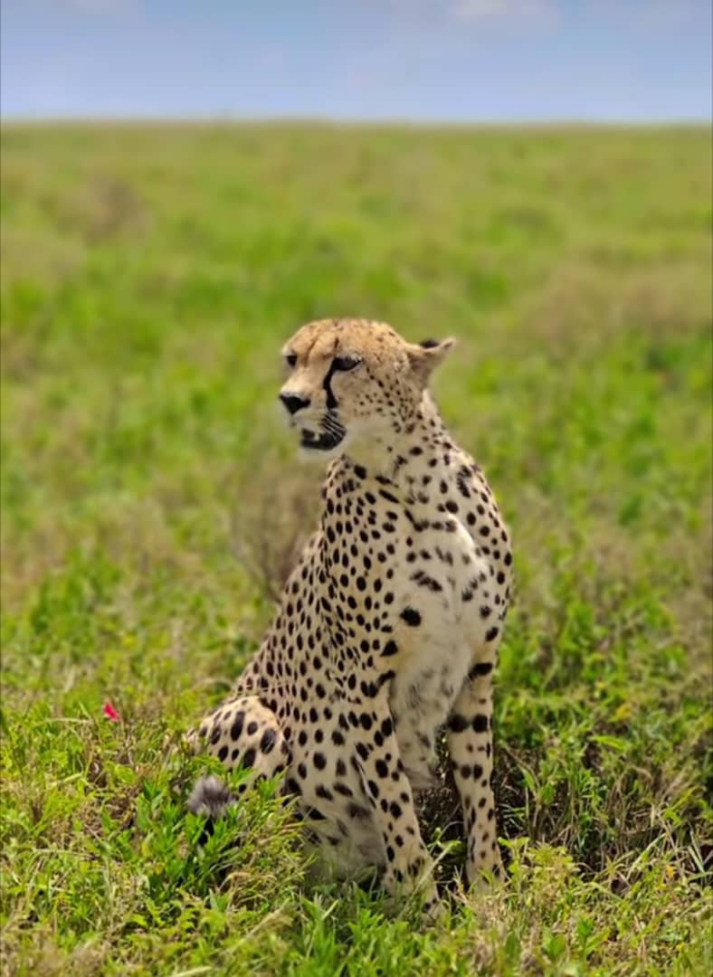 Mikumi National Park Experience
