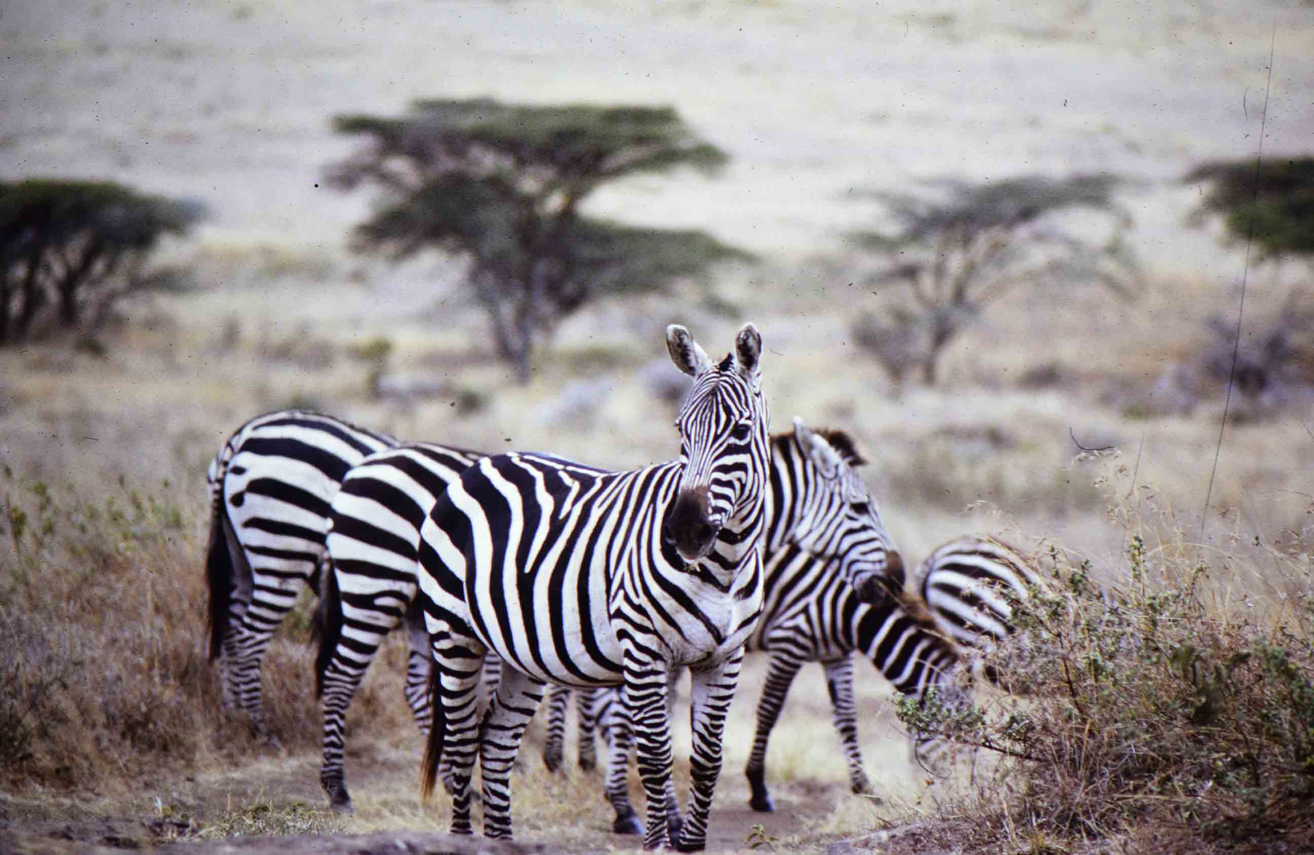 Serengeti National Park