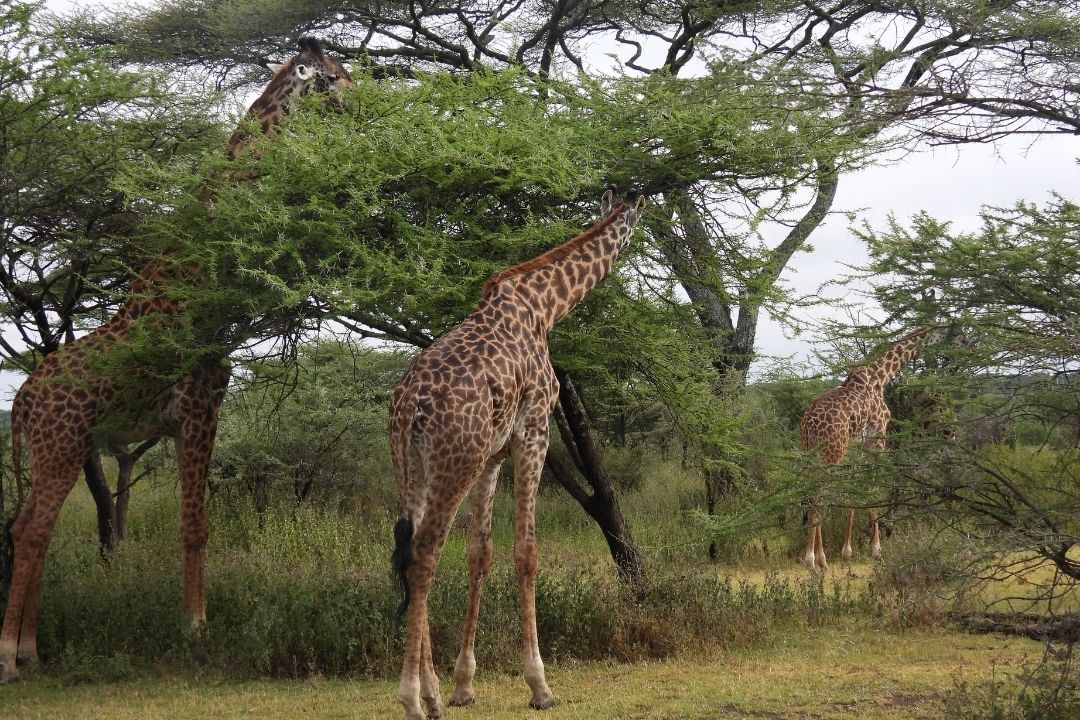 Selous Game Reserve
