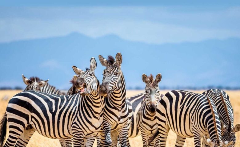 6-Days-Essence-of-the-Wilderness-Safari-1024x581