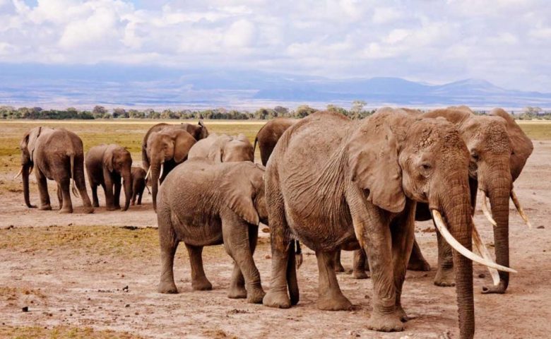 Mikumi Day Trip from Zanzibar